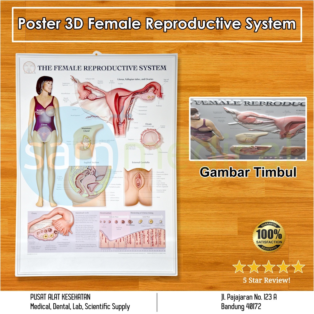 Poster 3D Female Reproductive System Anatomy BS 108RR | sam medical